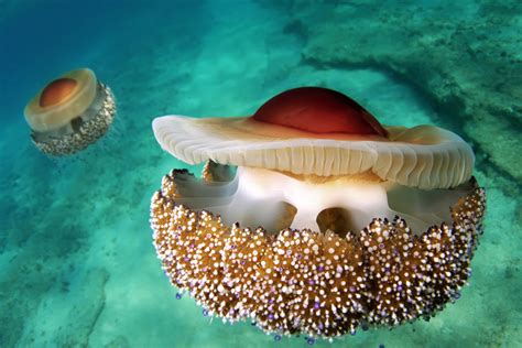 Check spelling or type a new query. Cnidarian Pictures