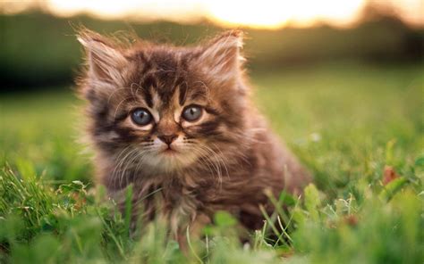 Cute Kittens Hd Wallpapers High Definition Free Background