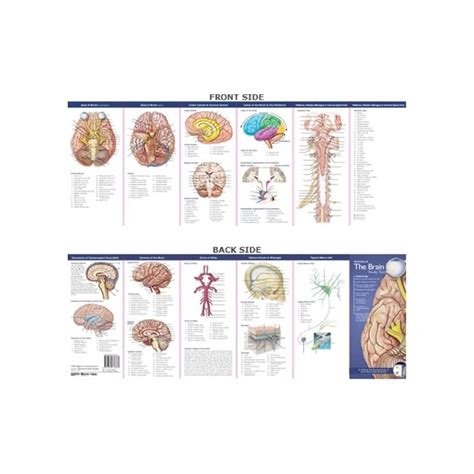 Buy Anatomical Chart Companys Illustrated Pocket Anatomy Anatomy Of