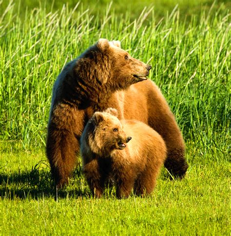 Alaska Bear Viewing Alaska Vacation For Women Bear Camp