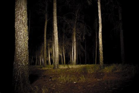 Bosque De Noche Una Foto Que Llevaba Bastante Tiempo Queri Flickr
