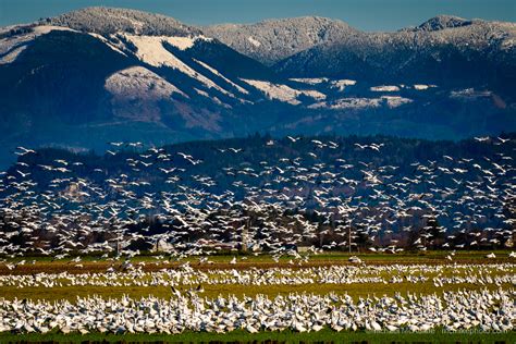 Skagit Valley Snow Geese Michael Mcauliffe Photography