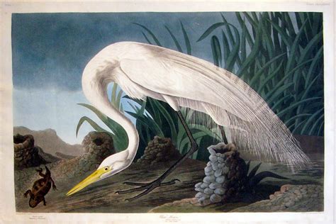 Audubon Offering of the Day: 