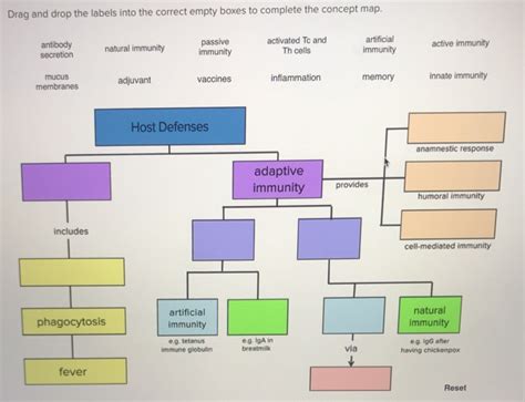 Active Immunity Concept Map American Map