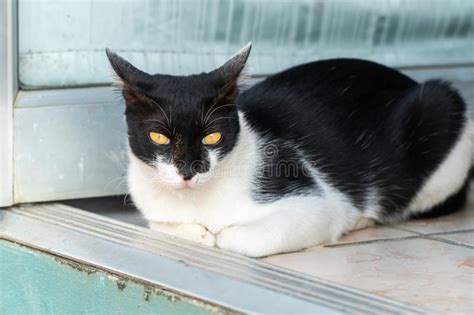 Browse the user profile and get inspired. Alert black cat stock image. Image of hiding, broom ...