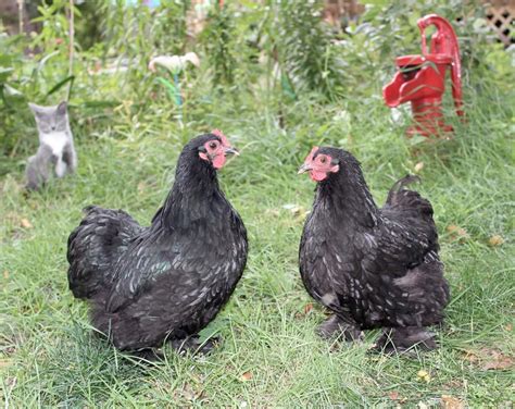 The cheapest offer starts at £2. Black Cochin Bantam Chickens for Sale | Cackle Hatchery