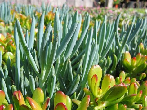 19420 saticoy st reseda, ca 91335 estados unidos. California Nursery Specialties - Cactus Ranch - Cacti and ...