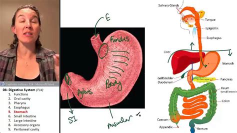 Human anatomy set free vector. Stomach (Digestive System) ☆ Human Anatomy Course - YouTube