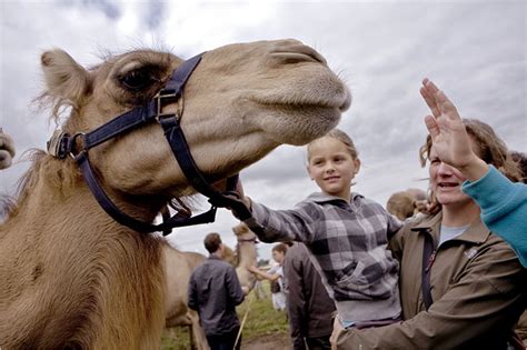 Cute the way you say standard. The Camel as Cow — a Cautionary Tale - The New York Times