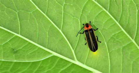 Why Do Fireflies Glow And Other Illuminating Facts Farmers Almanac