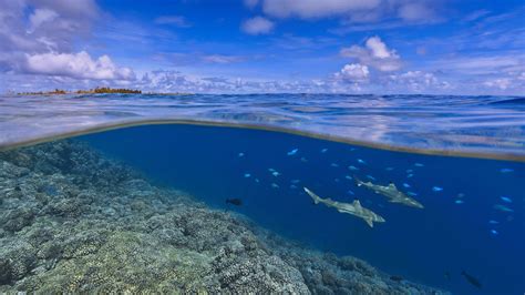 Wallpaper Bing, Edge, Windows 10, Microsoft, water, ocean, 5K, OS #23536
