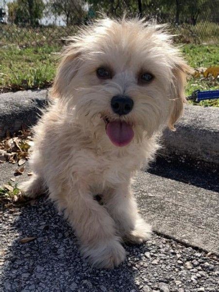 Animal hospitals offer general and emergency pet care services including disease treatment, dentistry, pain management, wound care, eye care, and surgery. Maltese and Shih Tzu mixed Dog for Adoption in Sarasota ...