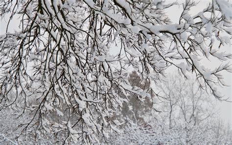 Download Wallpaper 3840x2400 Trees Branches Snow Winter White 4k