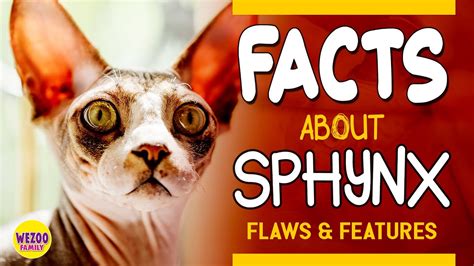 11 Facts About Sphynx Cats The Strangest Kind Of Cats Youtube