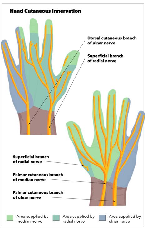 Figure Hand Cutaneous Innervation Superficial Branch StatPearls NCBI Bookshelf