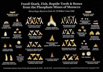 Parts 1 recognizing shark teeth on the beach 3 determining the age of shark teeth a trip to the beach can be really fun, but even more so when you find a cool shark tooth to bring. Prehistoric Planet Store - Replica fossils including ...