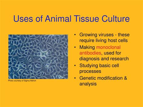 When synthetic media are devoid of serum in culture medium, it is called serum free media. PPT - Lecture 8 Plant Tissue Culture & Applications ...