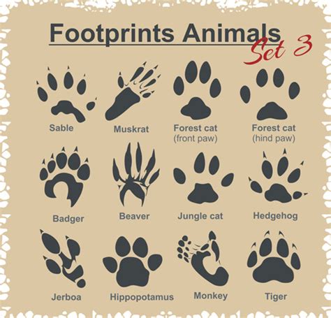 Various Footprints Animals Design Vectors 01 Free Download