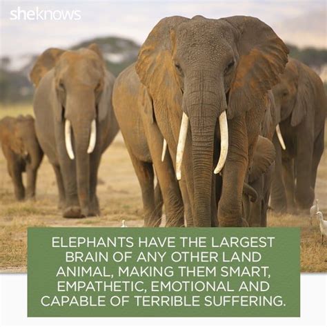 22 Elephant Facts That Prove They Deserve Better Elephant Facts