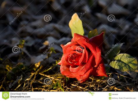 We need to pray for god's hedge of protection. Rose among thorns stock image. Image of contrast, winter ...