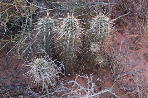 What tours in zion national park are good for avoiding crowds? Pin on 부모도 반의사가 되어야 한다