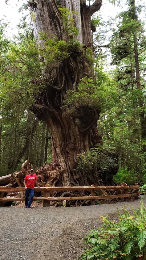 Big Cedar Tree Kalaloch — Washington Trails Association