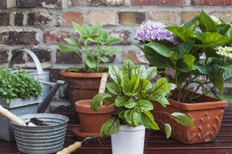 Arrosage Des Plantes Astuces Mettre En Place Pour Partir En Vacances Tranquille