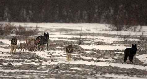Wolf Ecology Basics Us National Park Service