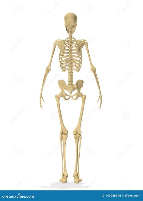 Human Skeleton Side Back 3d Rendering Stock Illustration Illustration