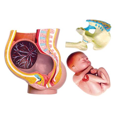 Buy D Anatomy Model Of Pregnancy Pelvis With Baby Fetus Human Women