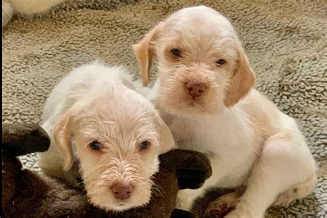 Mountain Valley Spinone Spinone Italiano Puppies For Sale Born On
