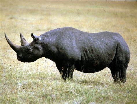 Black Rhinoceros Wild Life World