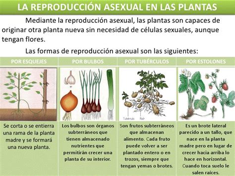 enciclopedia nuestro mundo reproducción de las plantas