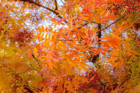 Wonderful Colors Of Autumn Leaves Stock Image Image Of Closeup Fall