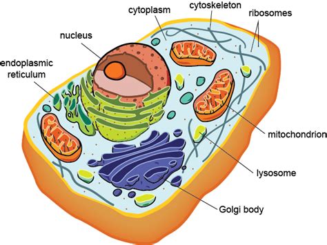 Eukaryotic Cell Defination Structure Types Examples Functions