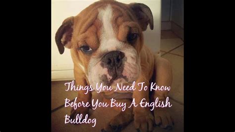 If your boat has a malfunction, you'll be covered for any repairs, which is great for peace of mind. Things you need to know before you buy a English Bulldog ...