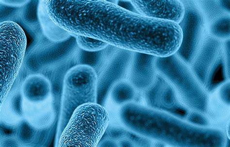 Structure Of Legionella Pneumophila Deadly Bacteria Visits American