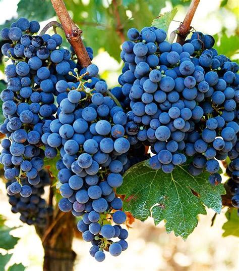 Каберне Совиньон: описание сорта винограда, характеристики