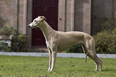 Whippet Breeds A To Z The Kennel Club