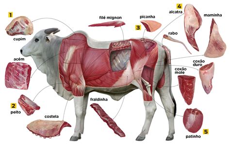 De Que Parte Do Boi Vêm As Carnes Que Comemos