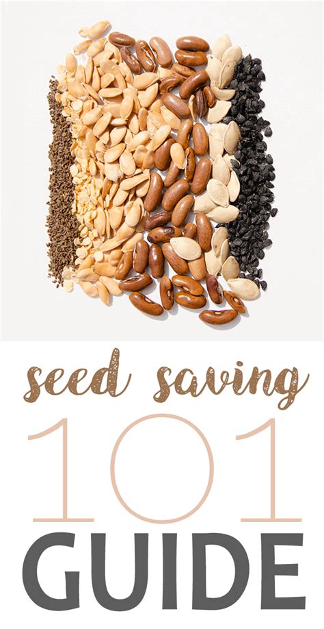Seed Saving 101 Vintage Kitty