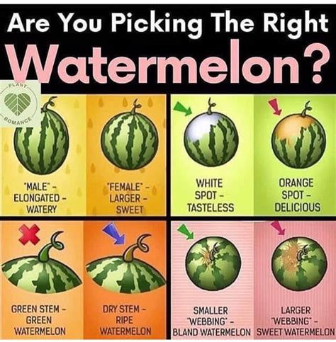 Summer Is Too Short To Eat Bad Watermelon Rcoolguides