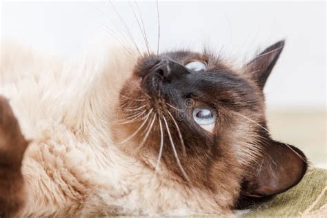 Beautiful Balinese Cat Close Up Stock Photo Image Of Haired Fluffy