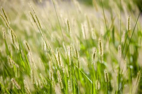 Green Reed In Meadow Beautiful Nature In Autumn Stock Image Image