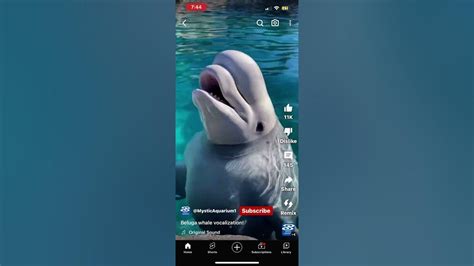 What A Beluga Whale Sounds Like Shorts Belugawhale Youtube