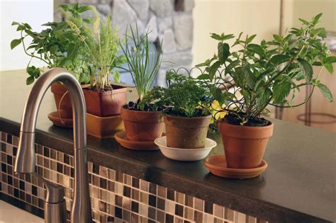 Organic Herbs Are A Smart Choice For The Home Herb Garden