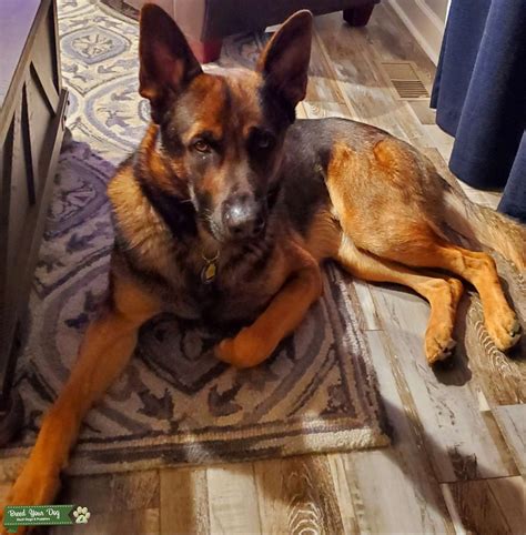 Handsome Gsd Male Czech Working Line Stud Dog In Middlesex The