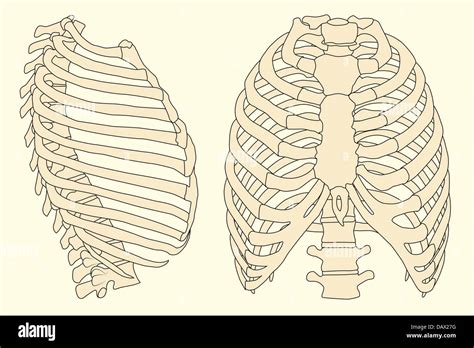 Rib Cage Illustration High Resolution Stock Photography And Images Alamy