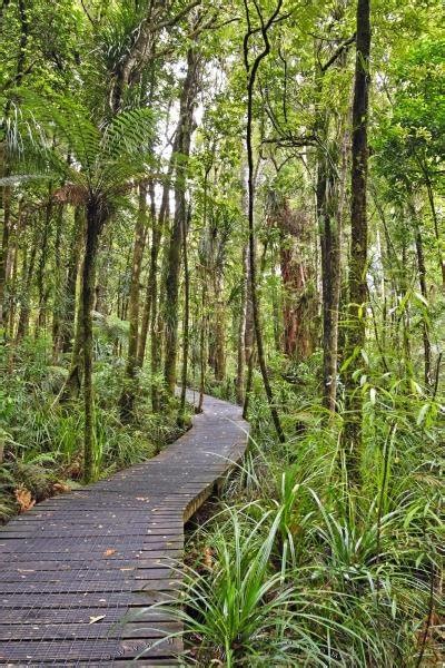 Kauri Forest Photo Information