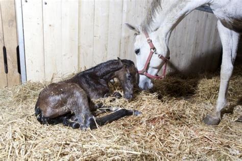 ¿qué animales pueden aparearse antes de nacer? ¿Cómo se reproducen los caballos? - Monta, gestación y nacimiento